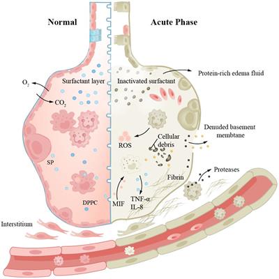 The aging lung: microenvironment, mechanisms, and diseases